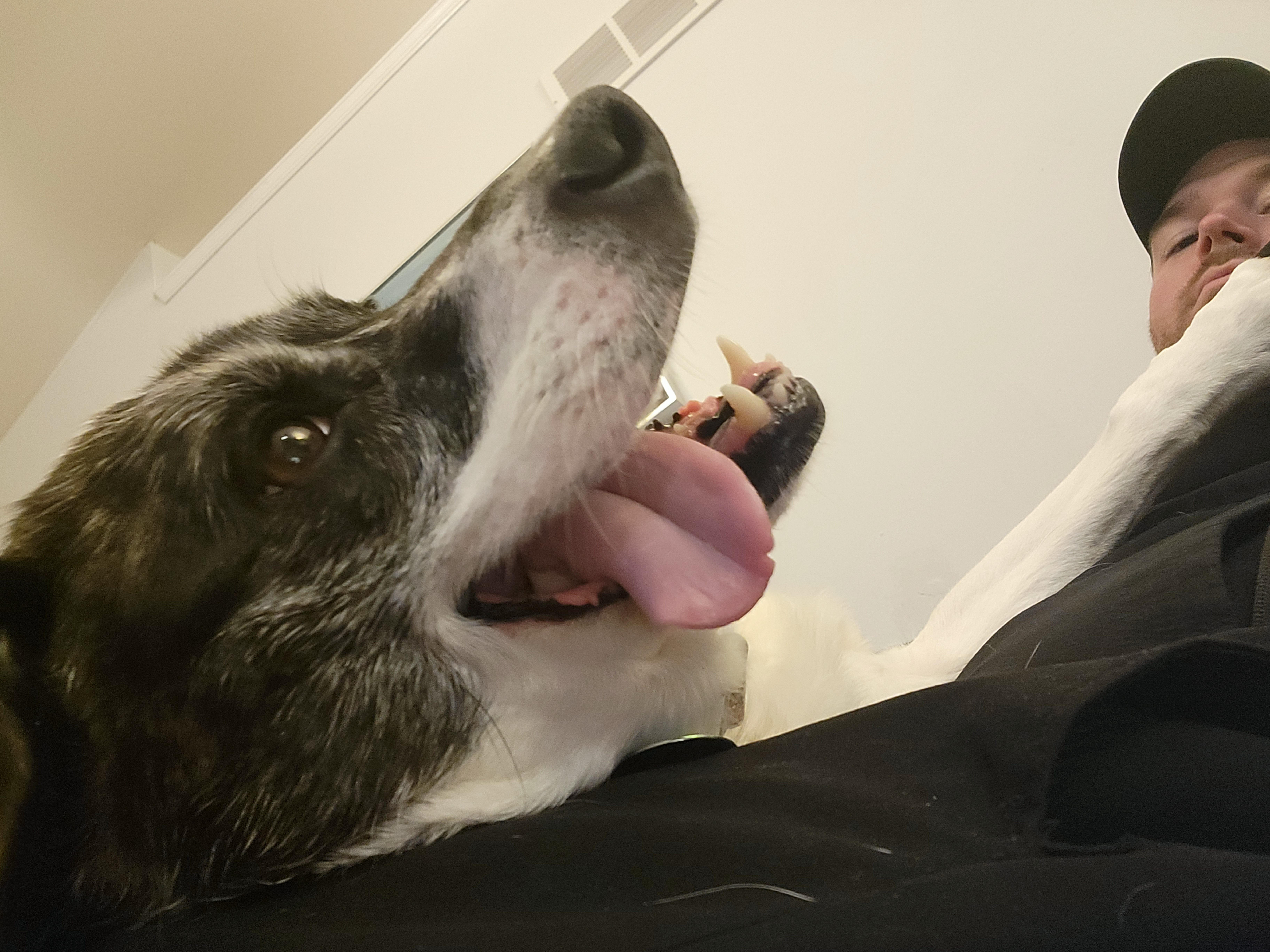 Lucy the JIL Technology office dog, Chief Barkitecture Officer