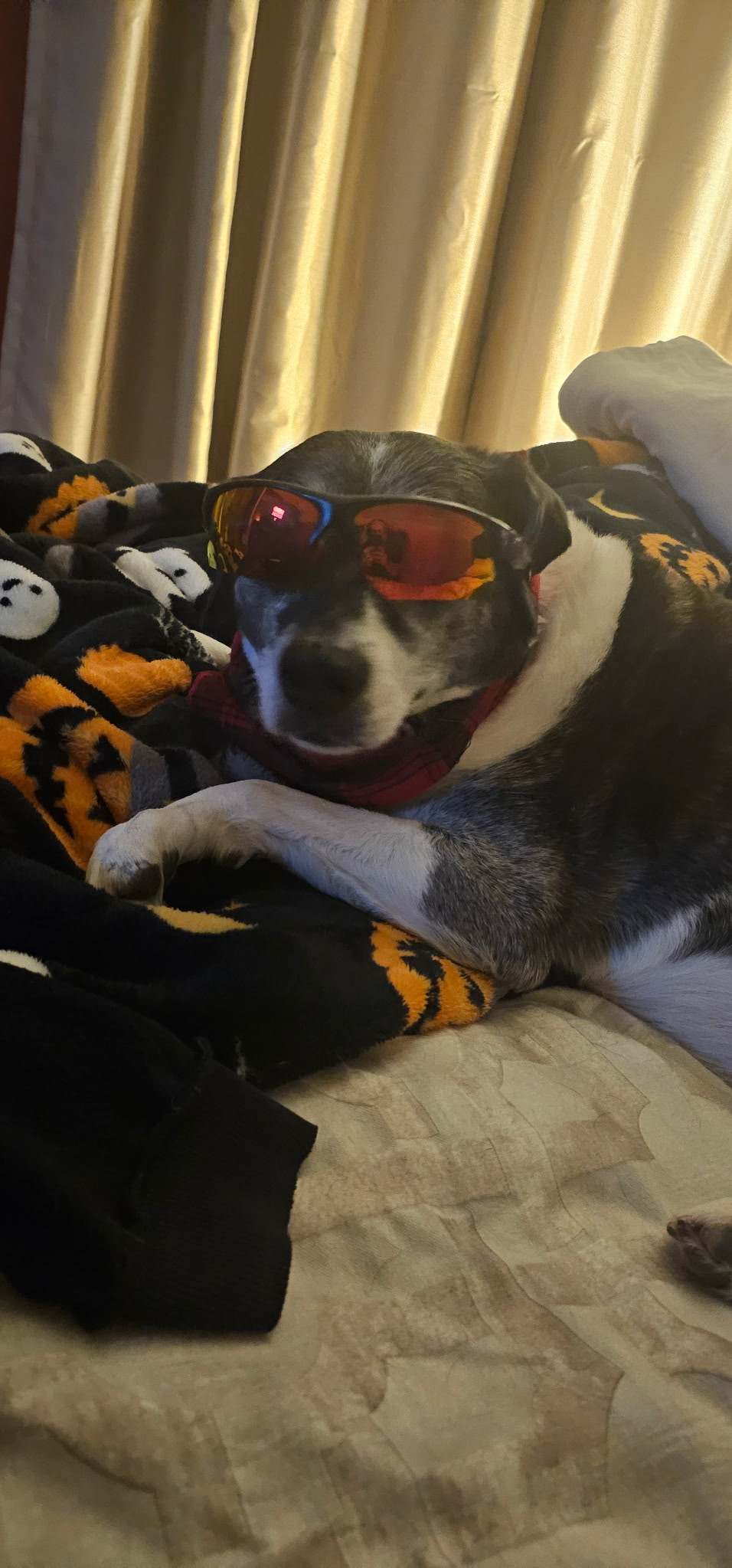 Lucy the office dog browsing in incognito mode at JIL Technology