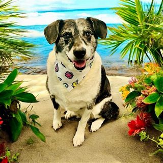 JIL office dog at the beach